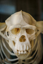 Upper Guinean Chimpanzee Prepared Skull.
