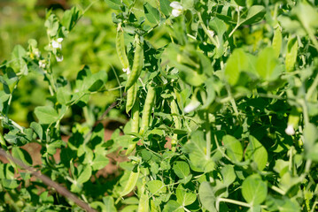 Naklejka na meble bush of green peas in the country on a sunny summer day. vegetarian food. growing food. Eco-friendly green products of veggies own growing