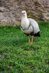 Canvas Print - Grey-winged Ibis outside on the lawn.