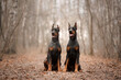Two sitting dobermans in the autumn forest