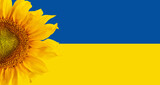 Fototapeta  - Ukraina, słoneczniki to symbol Ukrainy