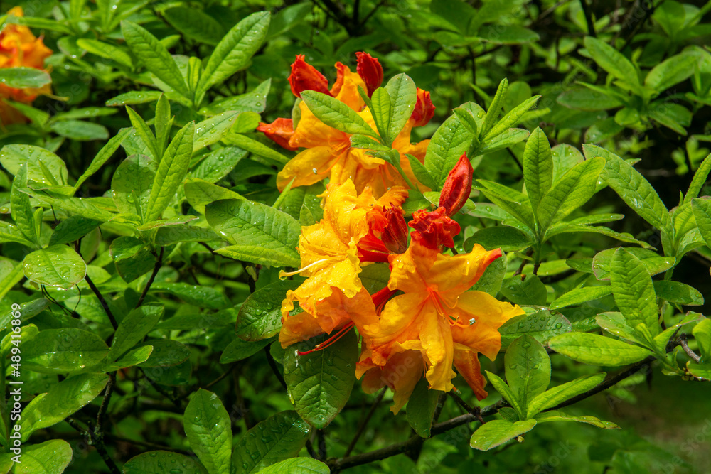 Japanese Azalea or Rhododendron molle subsp. japonicum Stock Photo | Adobe  Stock