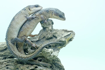 Two Sulawesi spiny water skinks (Tripidophorus apulus) are sunbathing on dry wood.