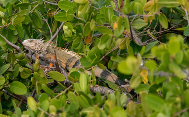 Wall Mural - A Green Iguana (Iguana iguana) on a branch in the Florida Keys, Florida, USA.