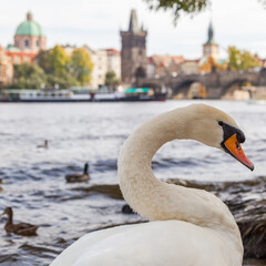 Wall Mural - Swan in Prague