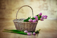 Basket With Fresh, Purple Tulips