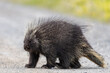 Wild porcupine seen side on profile with blurred background with quills, feet and face in view. 