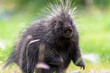 Close up face of a wild porcupine seen in summer time with blurred green, healthy background. 