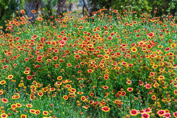 Firewheel a.k.a. Indian blanket (Gaillardia pulchella) - Crystal River, Florida, USA