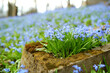 Blue scilla siberica spring flowers blossoming in Bernardine cemetery, one of the three oldest graveyards in Vilnius, Lithuania