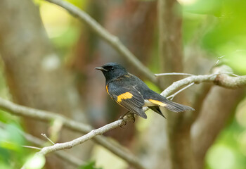 Wall Mural - a male american redstart warbler rests on a tree limb during spring bird migration in the united sta