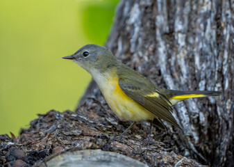 Wall Mural - a female american redstart warbler searches a tree trunk for insects during spring bird migration