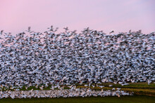 Blur Of Motion In A Pastel Pink Sunset Landscape, Large Flock Of Migratory Snow Geese Taking Off From A Farmer’s Field

