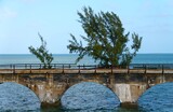 A pine tree growing out of a roadbed on the historic Old Seven Mile Bridge, Big Pine Key, Florida