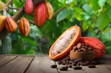 Cocoa pod and beans on wooden table with cocoa plantation background.