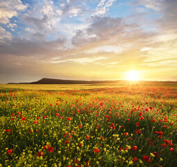 spring flowers in meadow.