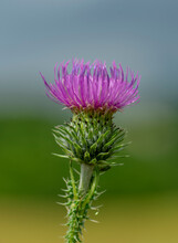 Carduus Crispus, The Curly Plumeless Thistle Or Welted Thistle Purple Flower.