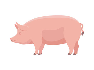 vector big fat pig
