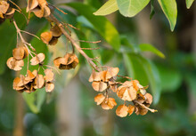 A Bunch Of Brown Combretum Quadrangulare Seeding Flowers On Its Branch At A Tropical Forest In Thailand.