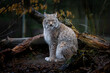 Lynx sitting in the forest