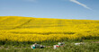 Canola field -  yellow blooming rapeseed meadow with beehives.