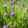 Purple blooming Chives -  Allium schoenoprasum, flowering in the medicinal herb garden.