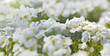 © coco - close up on little white pretty  flowers of a plant covers