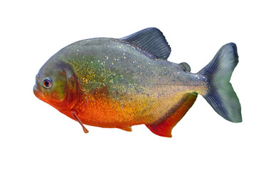 Closeup of Red-bellied piranha in a fish tank. Pygocentrus nattereri species native to South America, especially in Amazon, Paraguay and Brazil rivers and lakes. Side view isolated on white background