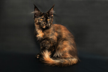 tortoiseshell kitten of the maine coon breed on black