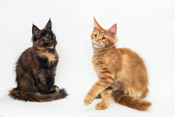 three kittens of the Maine coon breed on a white background