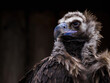 Brown vulture portrait with black background.