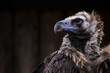 Brown vulture portrait with black background.