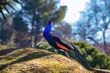 Beautiful Male Peacock With Feathers In Park