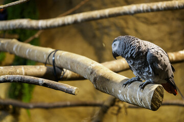 Wall Mural - Great Jaco on a branch in an indoor aviary.