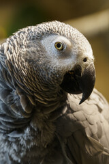 Canvas Print - Large portrait of Jacko in the indoor aviary.