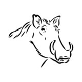 Fototapeta Konie - Black and white vector line drawing of a Warthog