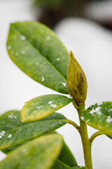 Poster - Rhododendron leaves in winter with snow.