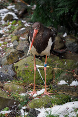 Canvas Print - Black Stork outdoors with snow.