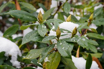 Canvas Print - Rhododendron leaves in winter with snow.