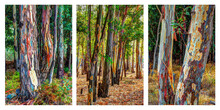 Montage Of Three Photos With White Border Showing Colourful Eucalptus Trees With Sun Streaming Through