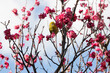梅の花とメジロ　千葉県　日本