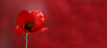 A Poppy On A Red Background...Papaver Rhoeas Poppy With Light...poppy Copy Space Long Flat Lay Web Banner...Red Filter.