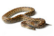 © Florian - African rock python (Python sebae) on a white background