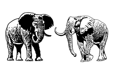 Two graphical elephants on white background,vector illustration