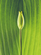 canvas print picture - Minimalistic photo of tulip bud. Abstract floral background