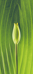 Wall Mural - minimalistic photo of tulip bud. abstract floral background