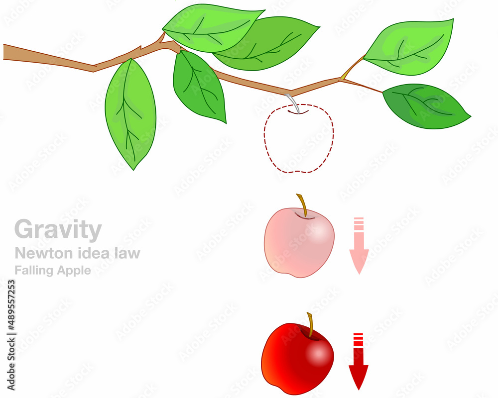 Gravity, falling apple. Isaac newton idea universal law, fall red apple ...