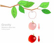 Gravity, falling apple. Isaac newton idea universal law, fall red apple tree down. Step down stages, timeline. Weight and mass experiment. Inertia, motion. Depict illustration vector