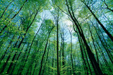 Fototapeta Krajobraz - Grüner Wald mt jungen Buchen im Frühling. Baum mit grünen Blättern und Sonne. Hintergrund