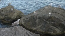 Group Of Birds Seagull On Rock Stone In Sea Aqua Water